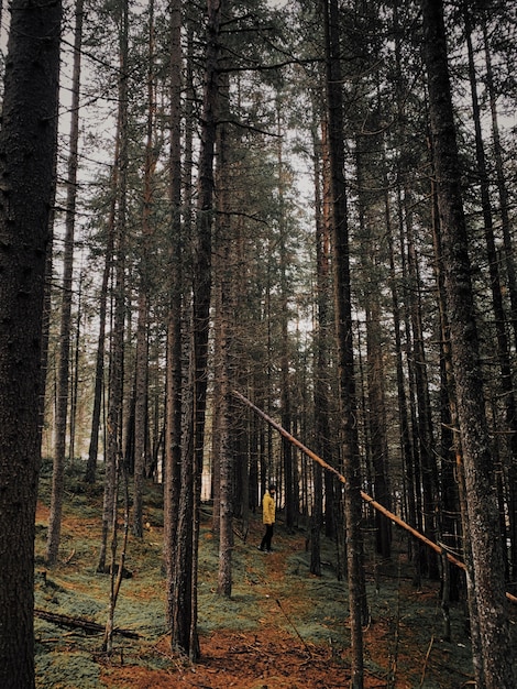 Vertical shot of a male walking through a forest with tall trees