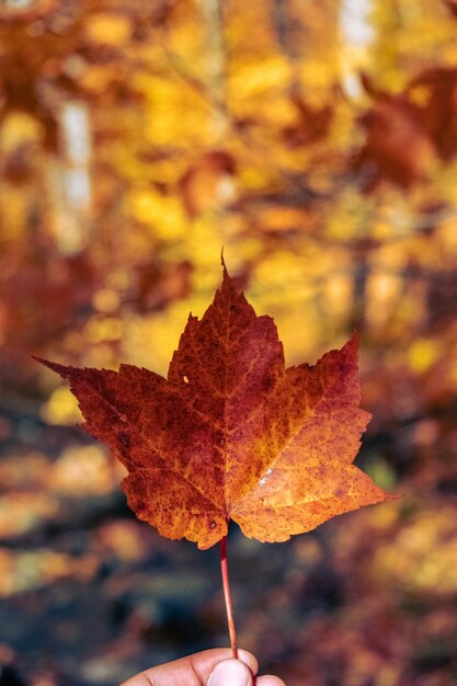 Vertical shot of a maple leaf held against a blurry background