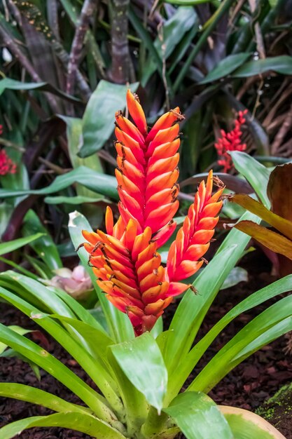 Vertical shot of the Marloth aloe plant