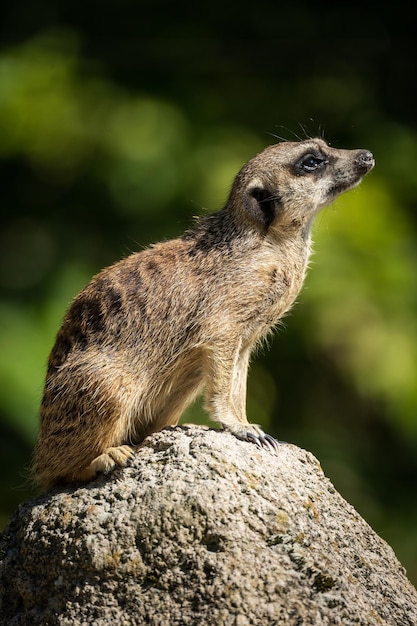 Vertical shot of a meerkat on a rock