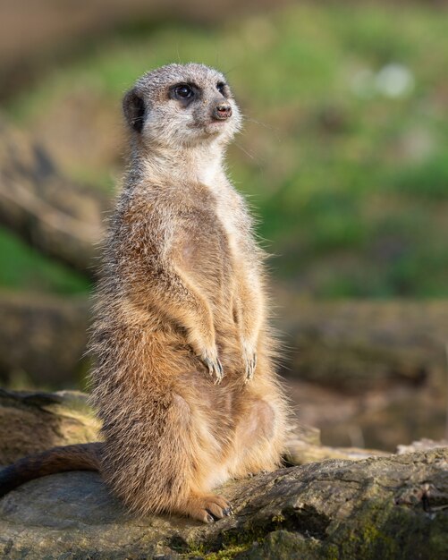 Vertical shot of a meerkat standing on a wood