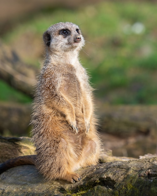 Vertical shot of a meerkat standing on a wood