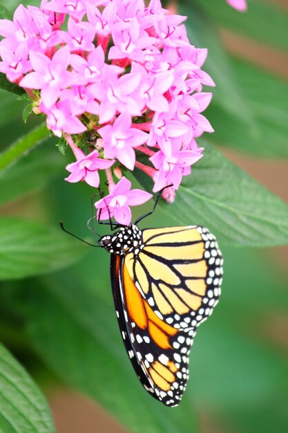 Вертикальный снимок бабочки-монарха, питающейся розовыми цветами сантана