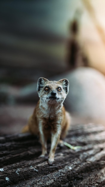 Dvur KralovenadLabemの動物園とサファリパークでのマングースの垂直ショット