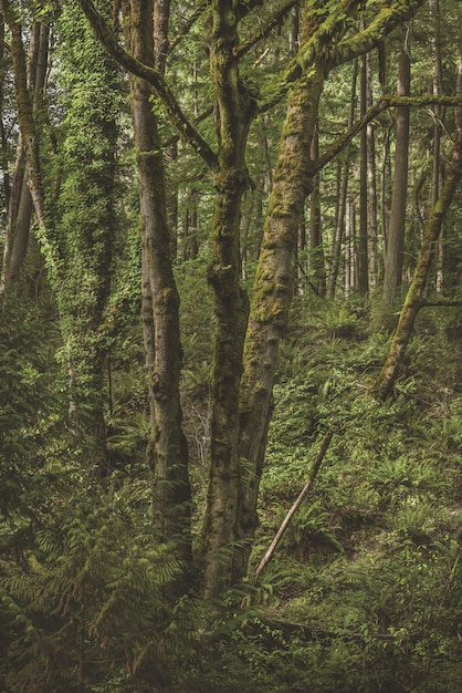 Vertical shot of a mossy tree surrounded by green plants in the forest