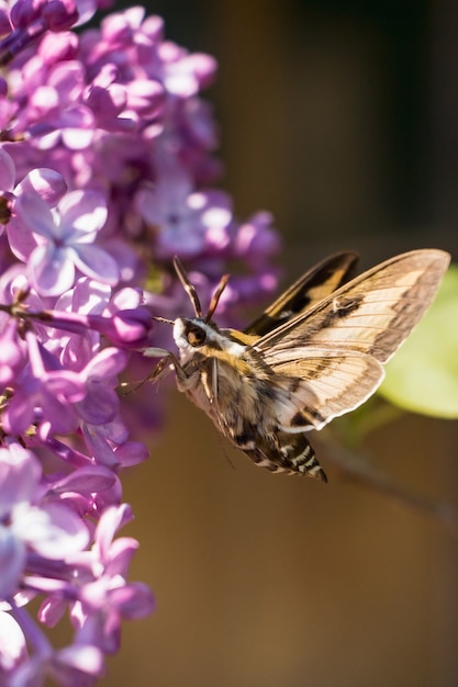 Vertical shot of a moth trying to drink the nectar of a lilac syringa flower