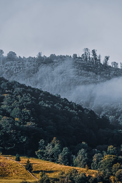 Вертикальный снимок горного леса в тумане