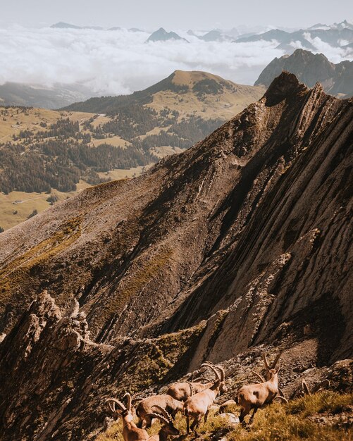 Vertical shot of mountain goats on sunny hills