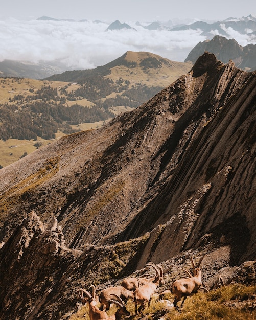 Vertical shot of mountain goats on sunny hills