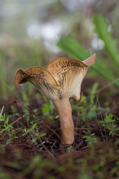Vertical shot of a mushroom in the forest