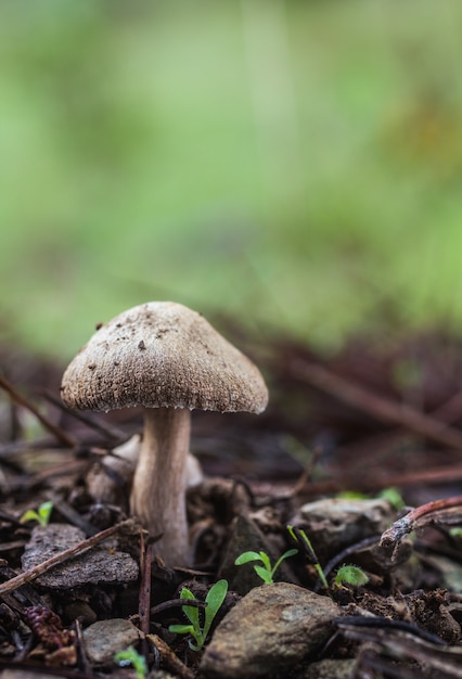 Vertical shot of a mushroom growing in nature