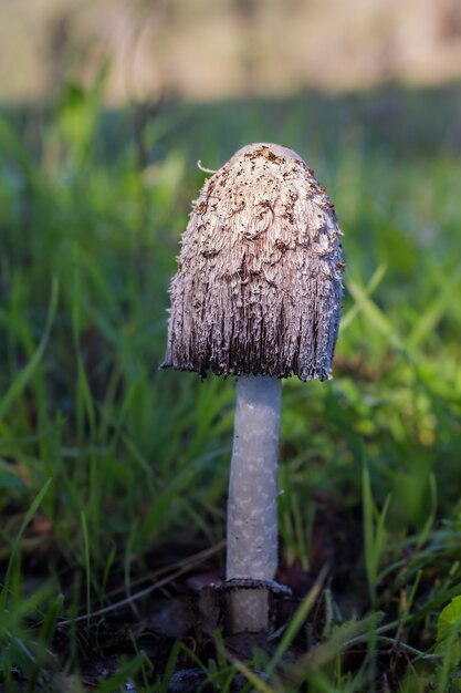 Vertical shot of a mushroom in a meadow