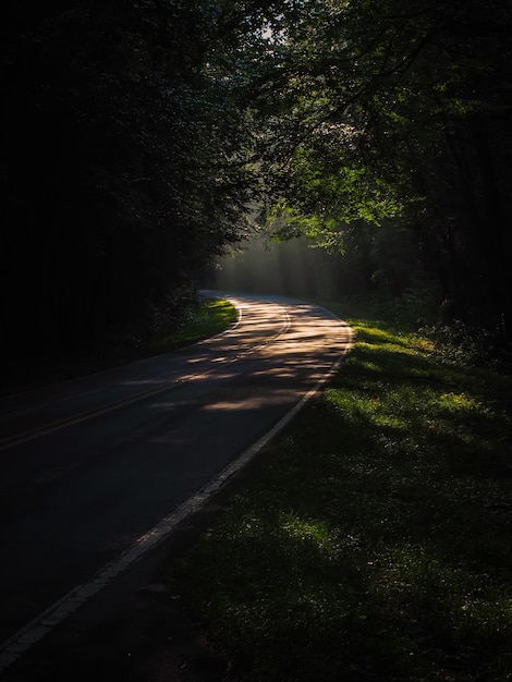 Foto gratuita colpo verticale di un sentiero stretto in una foresta circondata da molti alberi verdi