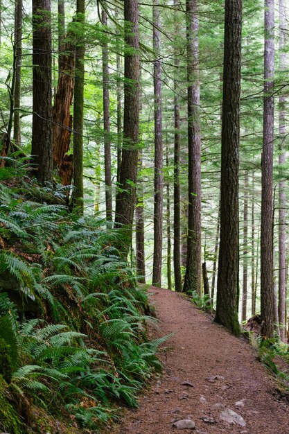 Vertical shot of a narrow pathway in the woods surrounded by tall trees and other green plants