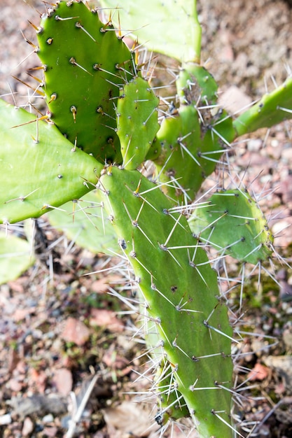 Vertical shot of the needles of green cactus