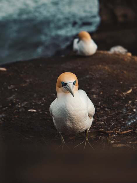 Vertical shot of Northern Gannets sitting on the muddy ground near the rocks