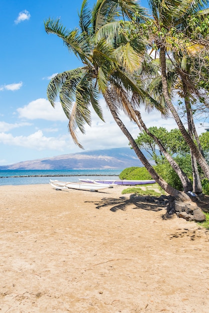 Бесплатное фото Вертикальный снимок красивого пляжа с пальмами