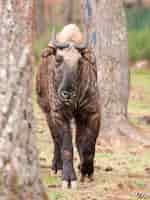 Бесплатное фото Вертикальный снимок коричневого такина, идущего в лесу
