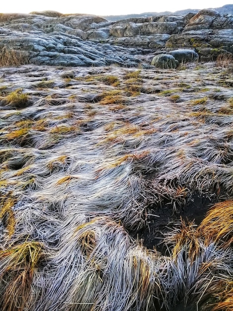 Бесплатное фото Вертикальный снимок поля на холме в остре хальсен