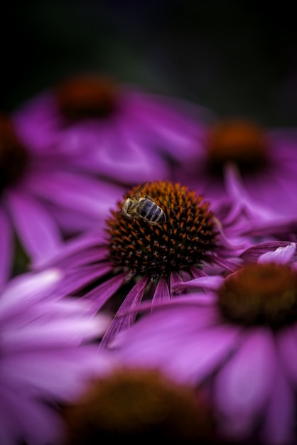 無料写真 背景をぼかした写真に紫の花びらの花に蜜を集めるミツバチの垂直ショット