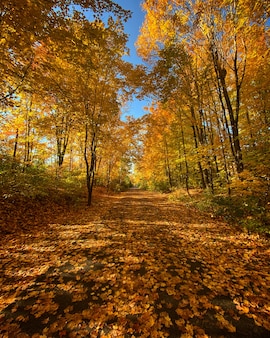Вертикальный снимок тропы в лесу осенью