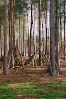Бесплатное фото Вертикальный снимок тропы посреди высоких деревьев в лесу
