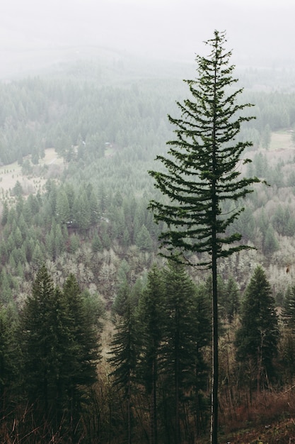 Бесплатное фото Вертикальный снимок высокого дерева в лесу