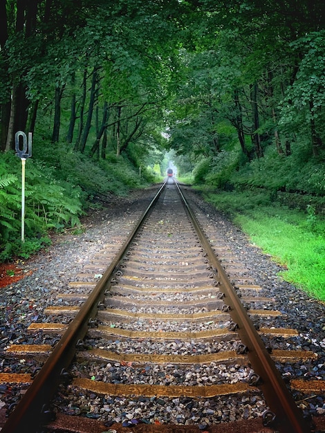 無料写真 日光で緑に覆われた森の列車の線路の垂直ショット