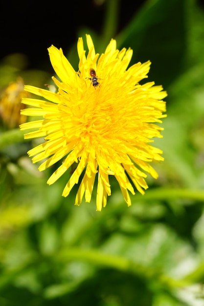 無料写真 黄色い花とその上の蜂の垂直ショット