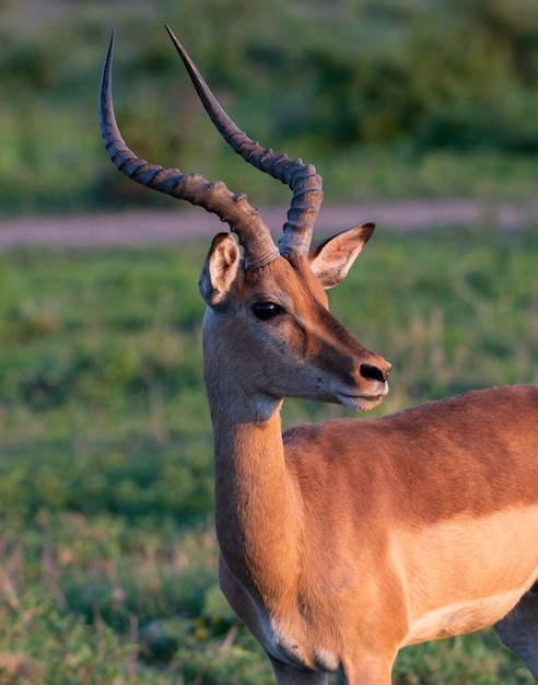 Бесплатное фото Вертикальный снимок антилопы, стоящей в зеленом поле