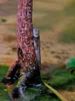 無料写真 木の幹の表面での大西洋マッドスキッパー魚の垂直ショット