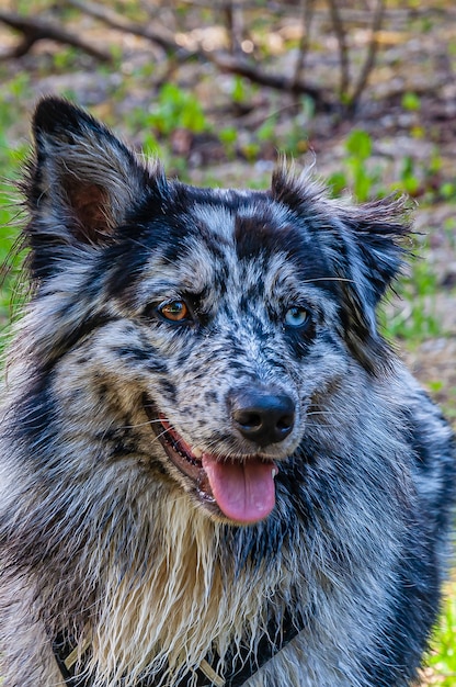 無料写真 オーストラリアのコリー犬の垂直ショット