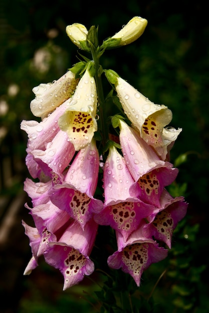 Бесплатное фото Вертикальный снимок интересного цветка под названием foxgloves