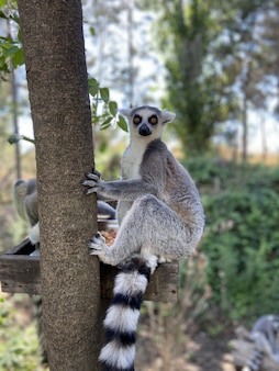 動物 写真 459 000 高画質の無料ストックフォト 動物 写真 459 000 高画質の無料ストックフォト