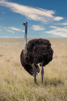 Вертикальный снимок страуса на поле