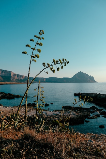 Бесплатное фото Вертикальный снимок растений, растущих на берегу у моря с горы и голубое небо в фоновом режиме