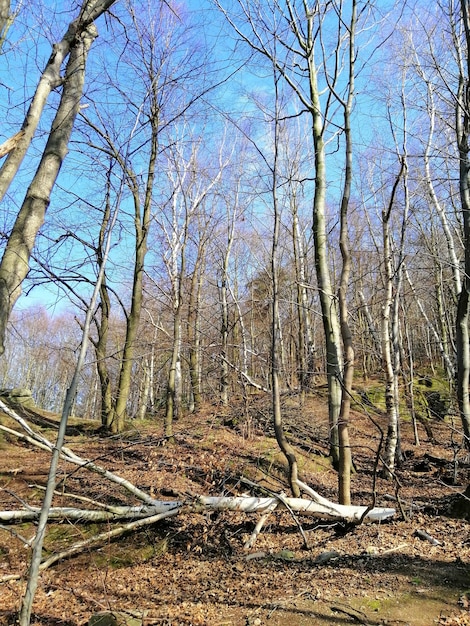 무료 사진 jelenia góra, 폴란드의 숲에서 나무, 단풍 및 부러진 가지의 세로 샷