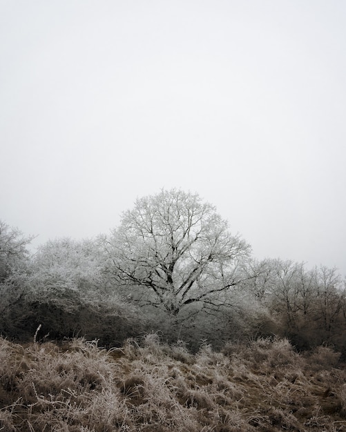 무료 사진 겨울 풍경에 나무의 세로 샷