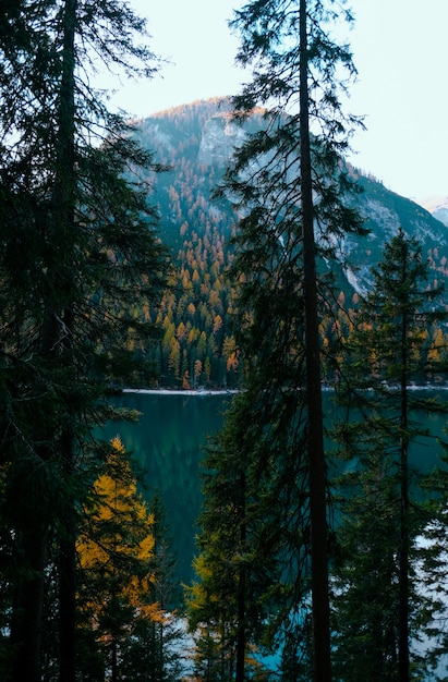 무료 사진 빙퇴석 호수 근처의 나무의 수직 샷과 나무 덮여 산