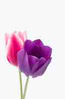 Бесплатное фото Вертикальный снимок двух красочных тюльпанов на белом фоне с пространством для текста