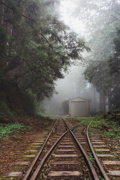 Vertical shot of old train tracks in a forest in Alishan, Taiwan