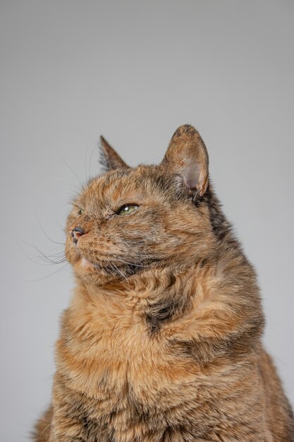 Vertical shot of an orange grumpy cat