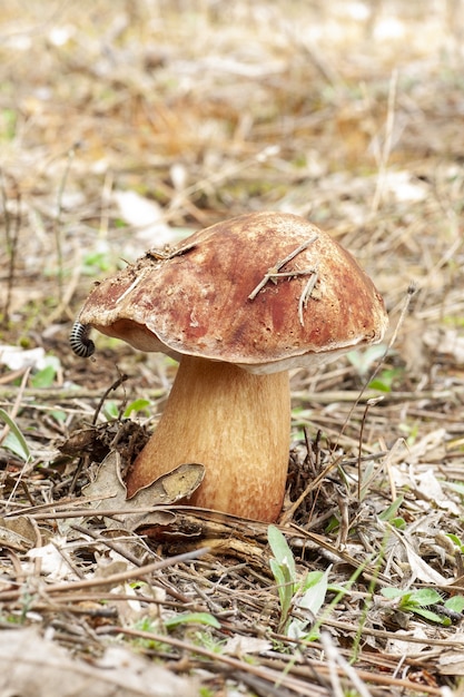 Vertical shot of an orange mushroom grown on the weed-covered ground