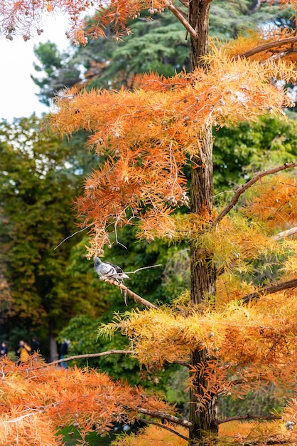 Vertical shot of an orange pine tree with a bird perched on it