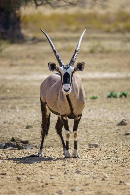 Vertical shot of an oryx in the Kalahari desert Namibia