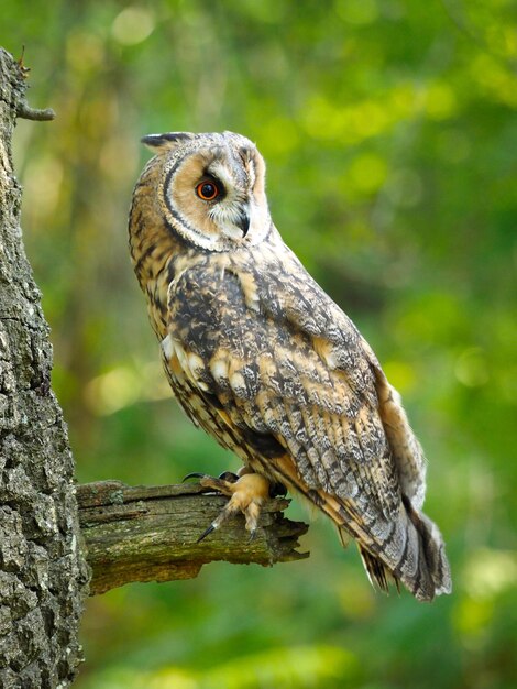 Vertical shot of an owl perched on a tree branch