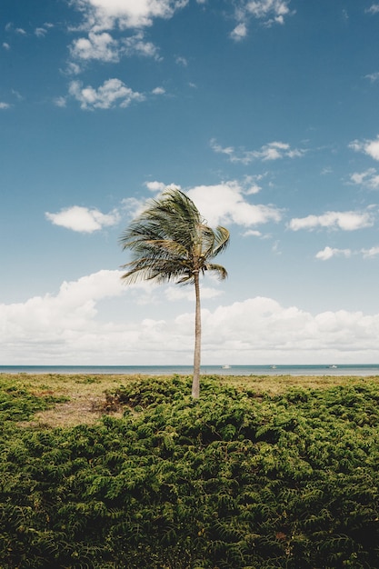 Vertical shot of a palm tree and planton the beach on a windy cloudy day