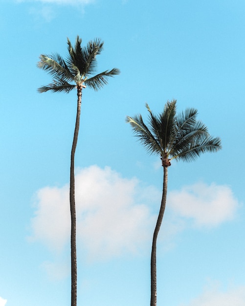 Vertical shot of palm trees against the blue sky