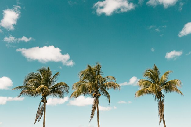 Vertical shot of palm trees with coconuts against a blue sky