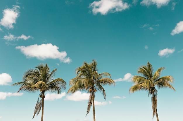 Vertical shot of palm trees with coconuts against a blue sky